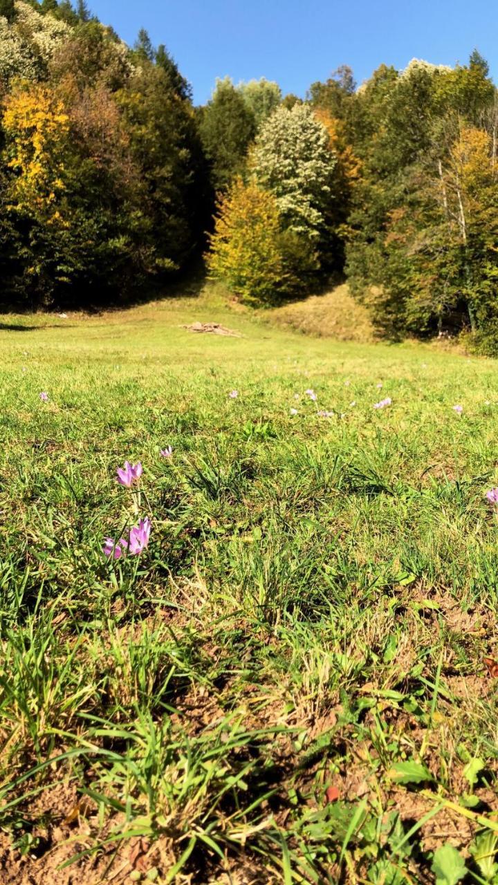 Pensiunea Valea Gepisului Guest house Grosi (Bihor)